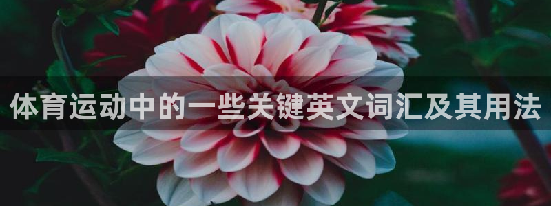 3377体育能爆吗：体育运动中的一些关键英文词汇及其用法