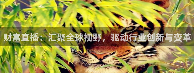 河豚河豚：财富直播：汇聚全球视野，驱动行业创新与变革